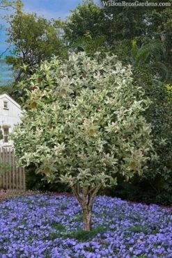 Pink Flush Variegated Tea Olive (Osmanthus Fragrans 'Yinbi Shuanghui') - 3 Gallon Pot -Plant Serie Store osmanthus frangrans yinbi shuangui variegated tea olive 8 2