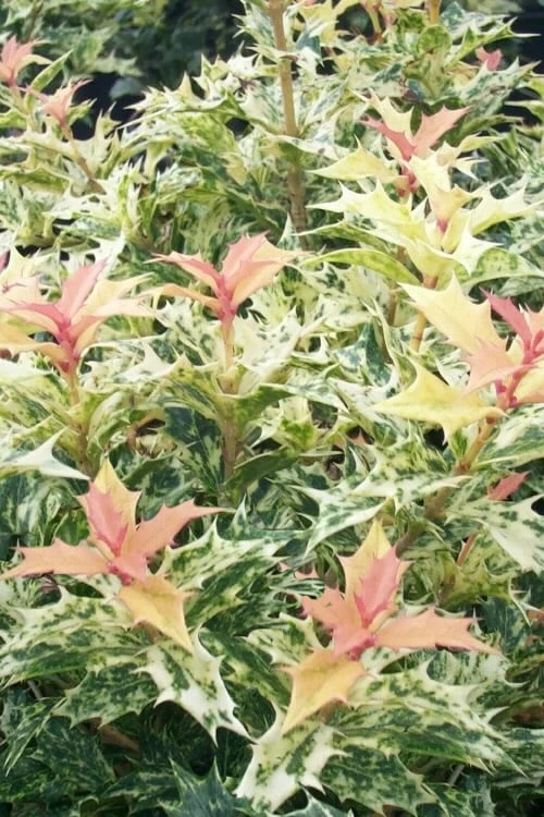 Goshiki Osmanthus (Variegated False Holly) - 7 Gallon Pot 3 Goshiki Osmanthus (Variegated False Holly) - 7 Gallon Pot