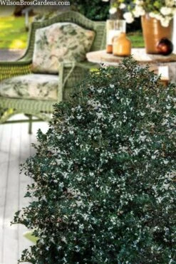 Party Princess 'Kaori Hime' Fragrant Tea Olive - 1 Gallon Pot -Plant Serie Store osmanthus heterophyllus kaori hime party princess tea olive 15