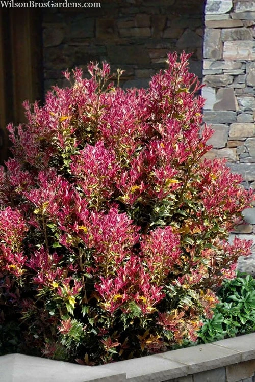 Party Lights Pink Flush Tea Olive - Osmanthus Heterophyllus - 6 Pack Of 1 Gallon Pots 3 Party Lights Pink Flush Tea Olive - Osmanthus Heterophyllus - 6 Pack Of 1 Gallon Pots