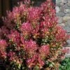 Party Lights Pink Flush Tea Olive - Osmanthus Heterophyllus - 1 Gallon Pot -Plant Serie Store osmanthus heterophyllus party lights tea olive 102 4