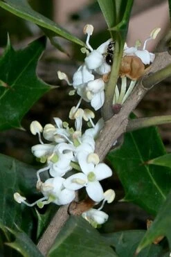 Purple Leaf Tea Olive (Osmanthus Heterophyllus 'Purpurea') - 1 Gallon Pot -Plant Serie Store osmanthus heterophyllus purpurea purple leaf tea olive 8