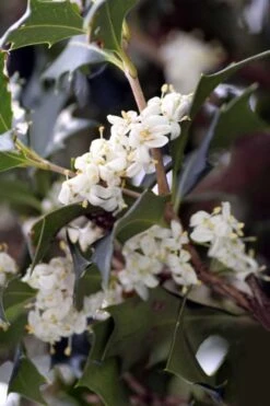 Purple Leaf Tea Olive (Osmanthus Heterophyllus 'Purpurea') - 1 Gallon Pot -Plant Serie Store osmanthus heterophyllus purpurea purple leaf tea olive 9