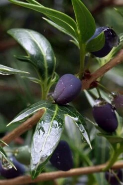 Sasaba Bamboo Leaf Tea Olive - 1 Gallon Pot -Plant Serie Store osmanthus heterophyllus sasaba ivy leaf tea olive 2