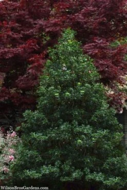 Sasaba Bamboo Leaf Tea Olive - 1 Gallon Pot -Plant Serie Store osmanthus heterophyllus sasaba ivy leaf tea olive 8