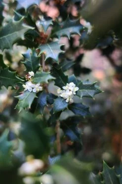 Party Princess 'Kaori Hime' Fragrant Tea Olive - 1 Gallon Pot -Plant Serie Store osmanthus kaori hime party princess tea olive 1