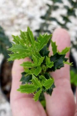 Party Princess 'Kaori Hime' Fragrant Tea Olive - 1 Gallon Pot -Plant Serie Store osmanthus kaori hime party princess tea olive 2