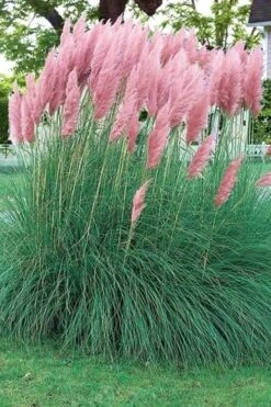 Pink Pampas Grass - 6 Pack Of 1 Gallon Pots -Plant Serie Store pampas grass pink 5 1