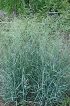 Prairie Sky Red Switch Grass (Panicum Virgatum) - 1 Gallon Pot 14 Prairie Sky Red Switch Grass (Panicum Virgatum) - 1 Gallon Pot -Plant Serie Store panicum virgatum prairie sky switch grass 10
