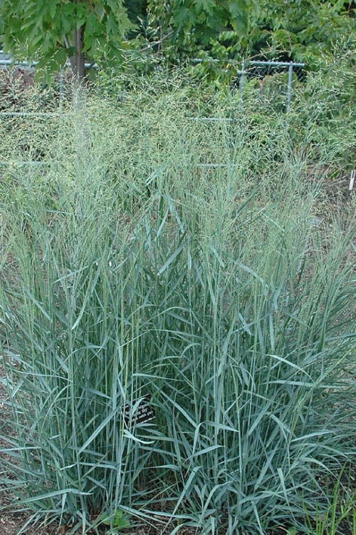 Prairie Sky Red Switch Grass (Panicum Virgatum) - 1 Gallon Pot 6 Prairie Sky Red Switch Grass (Panicum Virgatum) - 1 Gallon Pot - Image 4