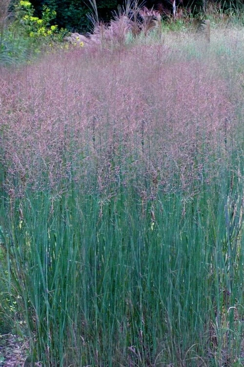 Prairie Sky Red Switch Grass (Panicum Virgatum) - 1 Gallon Pot 11 Prairie Sky Red Switch Grass (Panicum Virgatum) - 1 Gallon Pot - Image 9