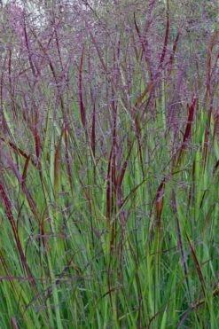 Prairie Sky Red Switch Grass (Panicum Virgatum) - 1 Gallon Pot 15 Prairie Sky Red Switch Grass (Panicum Virgatum) - 1 Gallon Pot -Plant Serie Store panicum virgatum prairie sky switch grass 15