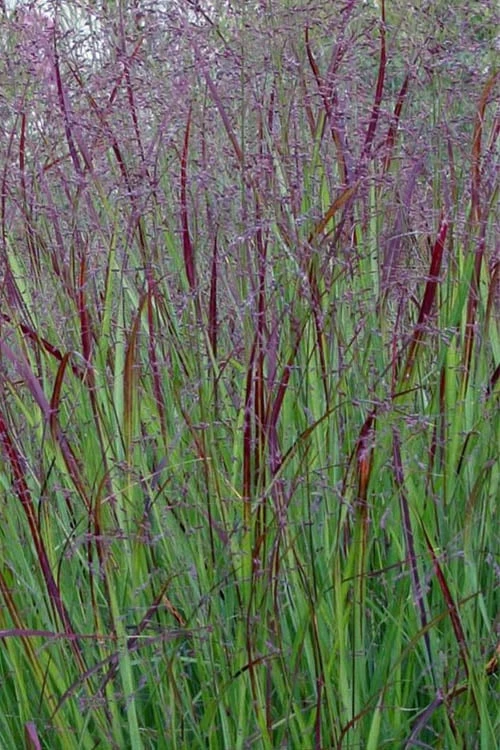 Prairie Sky Red Switch Grass (Panicum Virgatum) - 1 Gallon Pot 7 Prairie Sky Red Switch Grass (Panicum Virgatum) - 1 Gallon Pot - Image 5