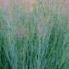 Prairie Sky Red Switch Grass (Panicum Virgatum) - 1 Gallon Pot -Plant Serie Store panicum virgatum prairie sky switch grass 16