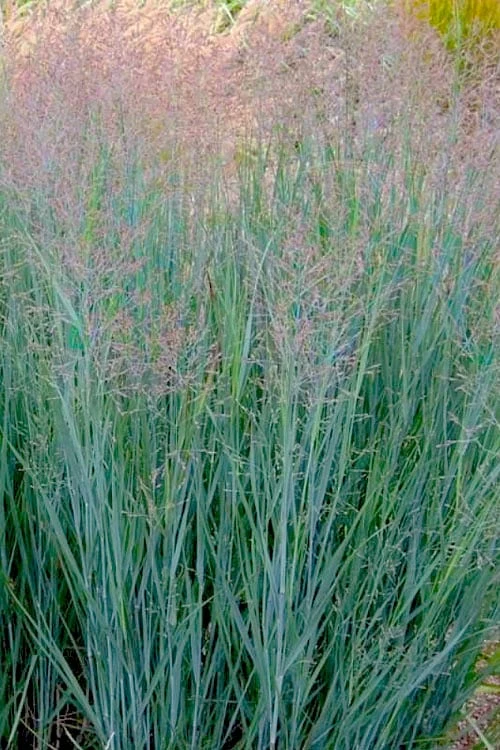 Prairie Sky Red Switch Grass (Panicum Virgatum) - 1 Gallon Pot 3 Prairie Sky Red Switch Grass (Panicum Virgatum) - 1 Gallon Pot
