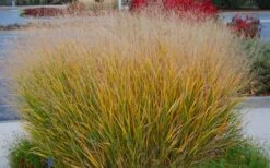Prairie Sky Red Switch Grass (Panicum Virgatum) - 1 Gallon Pot 16 Prairie Sky Red Switch Grass (Panicum Virgatum) - 1 Gallon Pot -Plant Serie Store panicum virgatum prairie sky switch grass 5