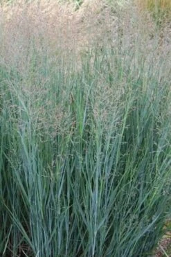 Prairie Sky Red Switch Grass (Panicum Virgatum) - 1 Gallon Pot 18 Prairie Sky Red Switch Grass (Panicum Virgatum) - 1 Gallon Pot -Plant Serie Store panicum virgatum prairie sky switch grass 8
