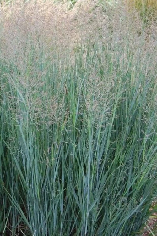 Prairie Sky Red Switch Grass (Panicum Virgatum) - 1 Gallon Pot 10 Prairie Sky Red Switch Grass (Panicum Virgatum) - 1 Gallon Pot - Image 8