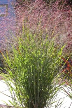 Tall Switch Grass (Panicum Virgatum) - 8 Pack Of 1 Gallon Pots -Plant Serie Store panicum virgatum switch grass 2