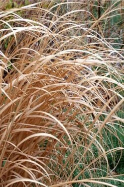 Tall Switch Grass (Panicum Virgatum) - 8 Pack Of 1 Gallon Pots -Plant Serie Store panicum virgatum switch grass 3
