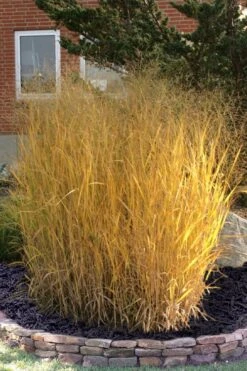 Tall Switch Grass (Panicum Virgatum) - 8 Pack Of 1 Gallon Pots -Plant Serie Store panicum virgatum tall switch grass 10