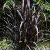 First Knight Fountain Grass (Pennisetum) - 3 Gallon Pot -Plant Serie Store pennisetum first knight 5