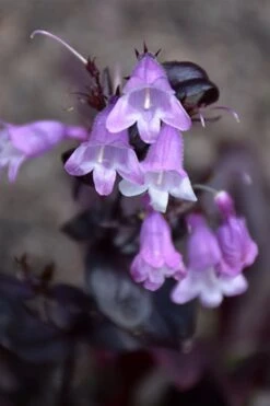 Midnight Masquerade Penstemon (Beardtongue) - 1 Gallon Pot -Plant Serie Store penstemon midnight masquerade 1