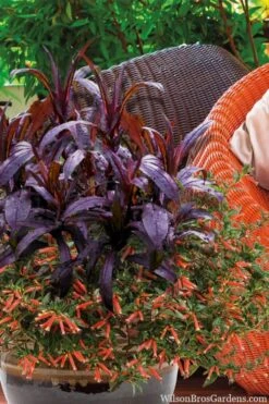 Midnight Masquerade Penstemon (Beardtongue) - 1 Gallon Pot -Plant Serie Store penstemon midnight masquerade 4