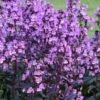 Midnight Masquerade Penstemon (Beardtongue) - 1 Gallon Pot -Plant Serie Store penstemon midnight masquerade 6