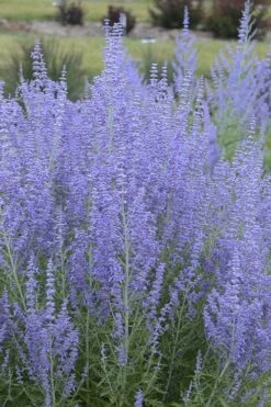 Blue Jean Baby Russian Sage (Perovskia) - 1 Gallon Pot -Plant Serie Store perovskia atriplicifolia blue jean baby russian sage 1