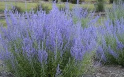 Blue Jean Baby Russian Sage (Perovskia) - 1 Gallon Pot -Plant Serie Store perovskia atriplicifolia blue jean baby russian sage 3