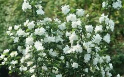 Illuminati Arch Mock Orange (Philadelphus Coronarius) - 3 Gallon Pot -Plant Serie Store philadelphus illuminati arch mock orange 4