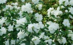 Illuminati Arch Mock Orange (Philadelphus Coronarius) - 3 Gallon Pot -Plant Serie Store philadelphus illuminati arch mock orange 5