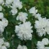 Illuminati Arch Mock Orange (Philadelphus Coronarius) - 3 Gallon Pot -Plant Serie Store philadelphus illuminati arch mock orange 7