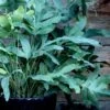 Blue Star Fern - 1 Gallon Pot -Plant Serie Store phlebodium aureum blue star fern 3