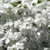 White Creeping Phlox - 6 Pack Of 1 Gallon Pots -Plant Serie Store phlox subulata white 1