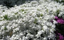 White Creeping Phlox - 6 Pack Of 1 Gallon Pots 9 White Creeping Phlox - 6 Pack Of 1 Gallon Pots -Plant Serie Store phlox subulata white 2