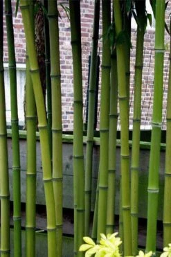 Incense Bamboo (Phyllostachys Atrovaginata) - 3 Gallon Pot -Plant Serie Store phyllostachys atrovaginata incense bamboo 2
