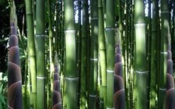 Incense Bamboo (Phyllostachys Atrovaginata) - 3 Gallon Pot -Plant Serie Store phyllostachys atrovaginata incense bamboo 3