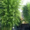 Incense Bamboo (Phyllostachys Atrovaginata) - 3 Gallon Pot -Plant Serie Store phyllostachys atrovaginata incense bamboo 5