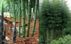 Incense Bamboo (Phyllostachys Atrovaginata) - 3 Gallon Pot -Plant Serie Store phyllostachys atrovaginata incense bamboo 7
