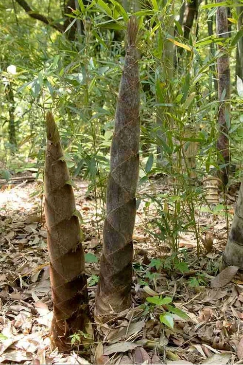 Moso Giant Bamboo (Phyllostachys Edulis 'Moso') - 3 Gallon Pot (2-4') 9 Moso Giant Bamboo (Phyllostachys Edulis 'Moso') - 3 Gallon Pot (2-4') - Image 7