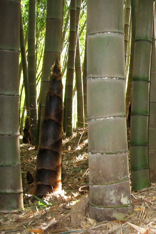 Moso Giant Bamboo (Phyllostachys Edulis 'Moso') - 3 Gallon Pot (2-4') 14 Moso Giant Bamboo (Phyllostachys Edulis 'Moso') - 3 Gallon Pot (2-4') - Image 12