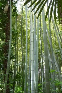 Moso Giant Bamboo (Phyllostachys Edulis 'Moso') - 3 Gallon Pot (4-6') 23 Moso Giant Bamboo (Phyllostachys Edulis 'Moso') - 3 Gallon Pot (4-6') -Plant Serie Store phyllostachys edulis moso giant timber bamboo 105