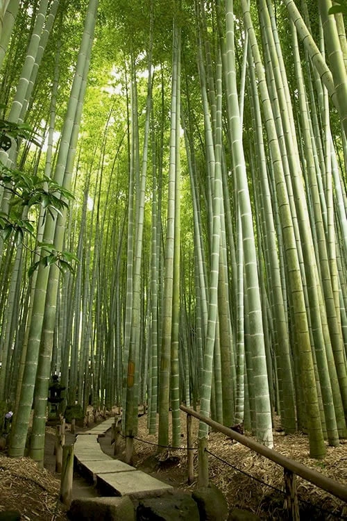 Moso Giant Bamboo (Phyllostachys Edulis 'Moso') - 3 Gallon Pot (4-6') 6 Moso Giant Bamboo (Phyllostachys Edulis 'Moso') - 3 Gallon Pot (4-6') - Image 4