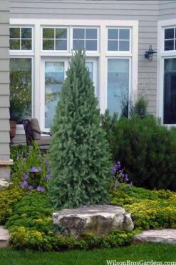 Dwarf Columnar Norway Spruce (Picea Abies 'Fastigiata Compacta') - 1 Gallon Pot -Plant Serie Store picea abies fastigiata compacta dwarf columnar norway spruce 2