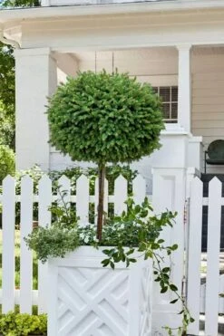 Little Gem Dwarf Norway Spruce Tree (Single Trunk) - 2 Gallon Pot -Plant Serie Store picea abies little gem dwarf norway spruce tree 5