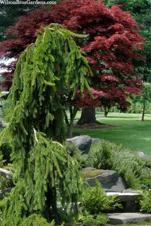 Weeping Norway Spruce (Picea Abies 'Pendula') - 2 Gallon Pot 6 Weeping Norway Spruce (Picea Abies 'Pendula') - 2 Gallon Pot - Image 4