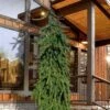Weeping Norway Spruce (Picea Abies 'Pendula') - 2 Gallon Pot 1 Weeping Norway Spruce (Picea Abies 'Pendula') - 2 Gallon Pot -Plant Serie Store picea abies pendula weeping norway spruce 4
