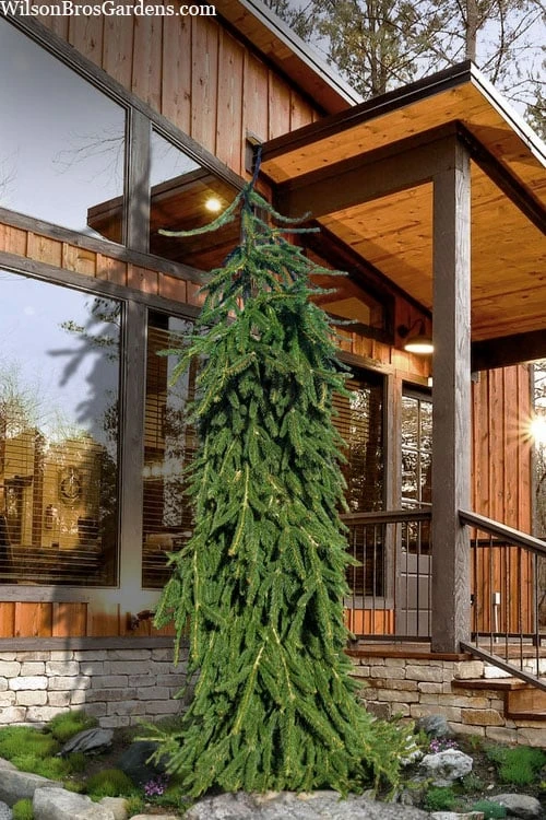 Weeping Norway Spruce (Picea Abies 'Pendula') - 2 Gallon Pot 3 Weeping Norway Spruce (Picea Abies 'Pendula') - 2 Gallon Pot